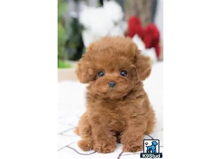 a small brown maltipoo dog